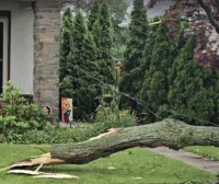 一棵树,能把邻里关系砍没了!宾州关于树木的法律权利你了解多少?